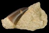 Mosasaur (Prognathodon) Tooth In Rock - Morocco #143733-1